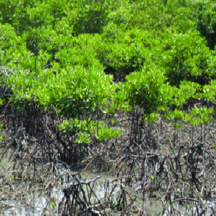 16-21/11/2020: The WESTPAC RTRC-MarBEST International Training Course 2020 on Mangrove Health Index