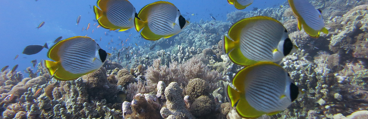 butterflyfish