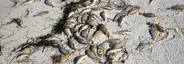 fish kill